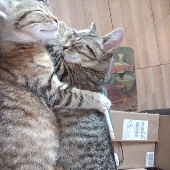 Meet your Posher, Ronda - Picture 1 of 1